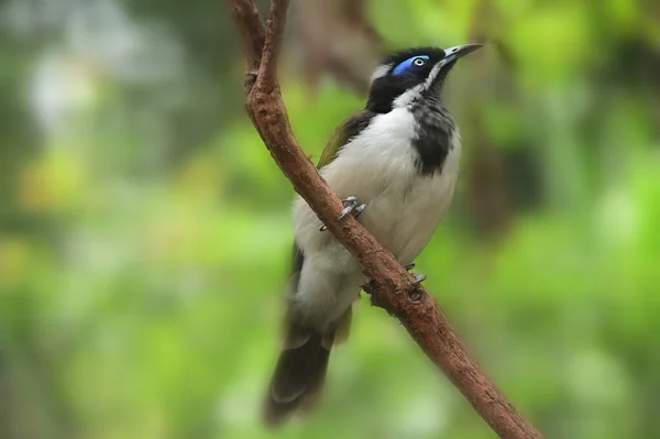 Blå Står Honning Eater Fugl Fuld Længde Sidder Gren Ser - Stock-foto