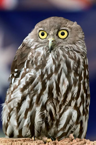 Barkuggla Ninox Connivens Fågel Nattlig Fågelart Från Australien Och Delar — Stockfoto