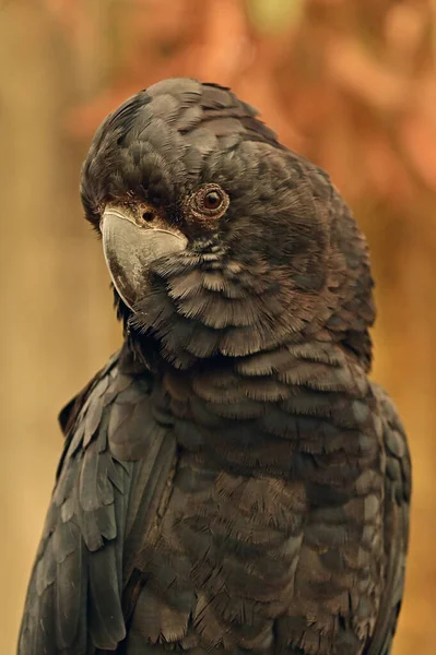 Gran Retrato Cacatúa Negra Cola Roja — Foto de Stock