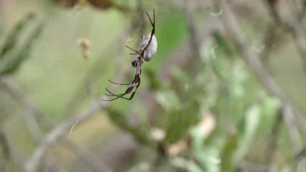 오스트 레일리 금박을 웨스턴오스트레일리아주의 거미줄 속에서 꿀벌을 — 비디오