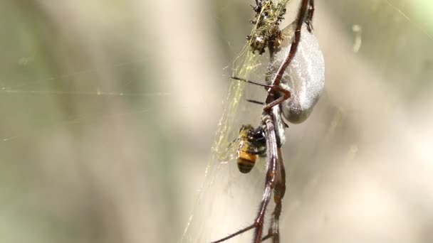 Ausztrál Aranygömb Szövő Pók Mézelő Méhecskét Fogott Egy Pókhálóban Nyugat — Stock videók