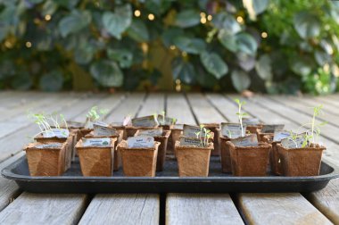 Ev bahçesinde filizlenen bir tepsi dolusu.