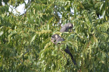 Two Carnaby 's black cockatoo (Zanda latirostris), Avustralya' nın güneybatısında yer alan ve (Allocasuarina fraseriana) ağaçlarının tohumlarını yiyen büyük siyah papağan türüdür..