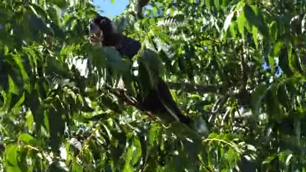 Carnaby Black Cockatoo Zanda Latirostris Short Billed Black Cockatoo Large — Stock Video
