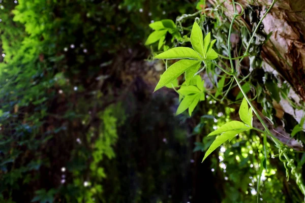 Close Van Een Klimplant Een Regenwoud — Stockfoto