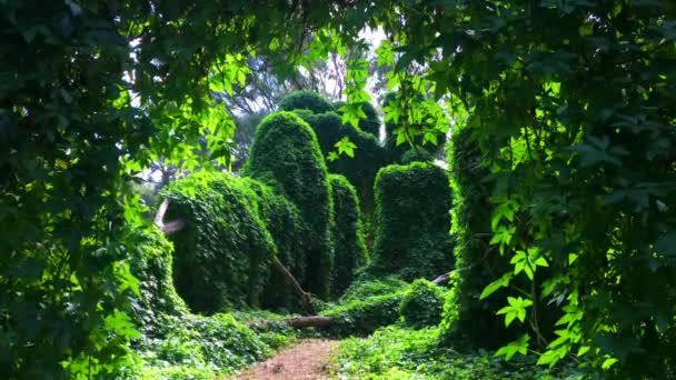 Τροπικό Τροπικό Δάσος Μυστικό Τοπίο Κήπο — Αρχείο Βίντεο