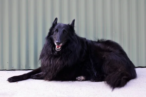 Groenendael Belgian Shepherd Hond Zittend Grond Tegen Metalen Achtergrond Kijkend — Stockfoto