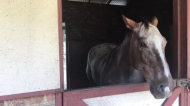 Ahırda dişi kısrak..