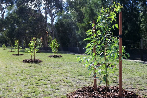 Gruppo Nuovi Alberi Piantati Parco Pubblico Concetto Ambientale Nessuna Gente — Foto Stock