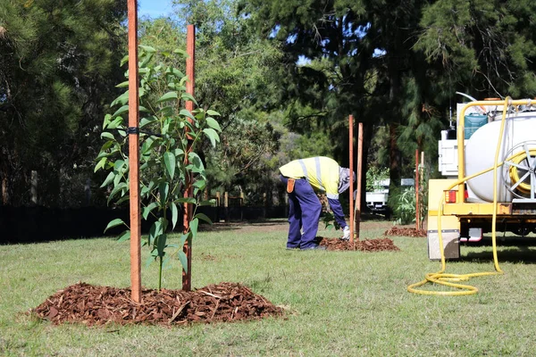 Unrecognizable City Landscaper Worker Planting New Trees Public Park — Stock Photo, Image