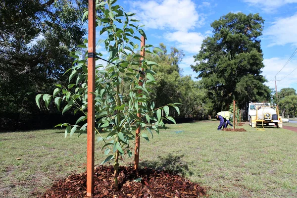 Oigenkännlig Stads Trädgårdsarbetare Planterar Ett Nytt Träd Offentlig Park — Stockfoto