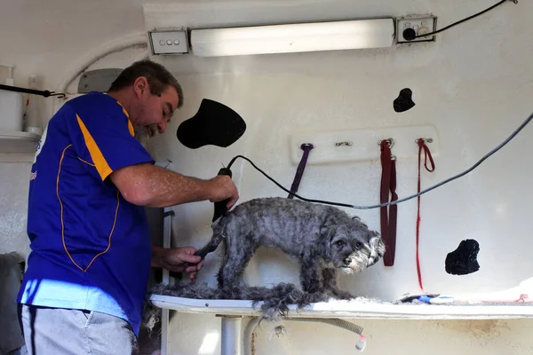 Perth 2021 Köpek Yıkama Istasyonunda Köpek Tımarlayan Işçiler Avustralya Daki — Stok fotoğraf