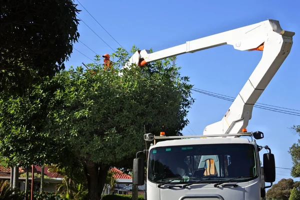 2021 오스트레일리아의한 직업적 가공중 서비스의 신뢰성을 송전탑 밑에서 자라고 나무를 — 스톡 사진