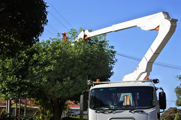 Perth May 2021 Професійний Австралійський Деревообробник Підстригає Дерево Яке Росте — стокове фото