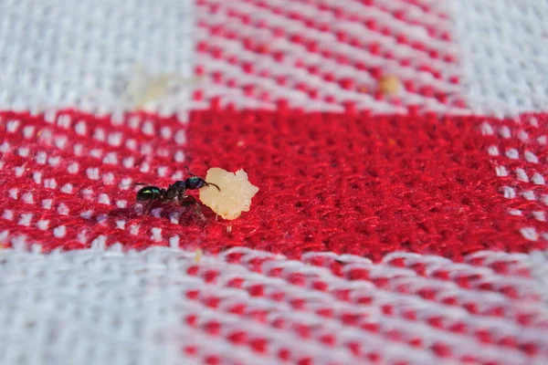 Een Mier Draagt Een Grote Broodkruimel Achtergelaten Een Picknickmat Hard — Stockfoto