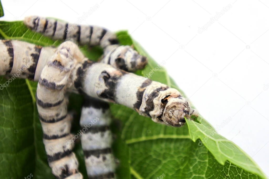Group of hungry Domestic silk moth silkworms (Bombyx mori) eating Mulberry leaf. The silkworm is the larva or caterpillar of a silk moth. It is an economically important insect, being a primary producer of silk
