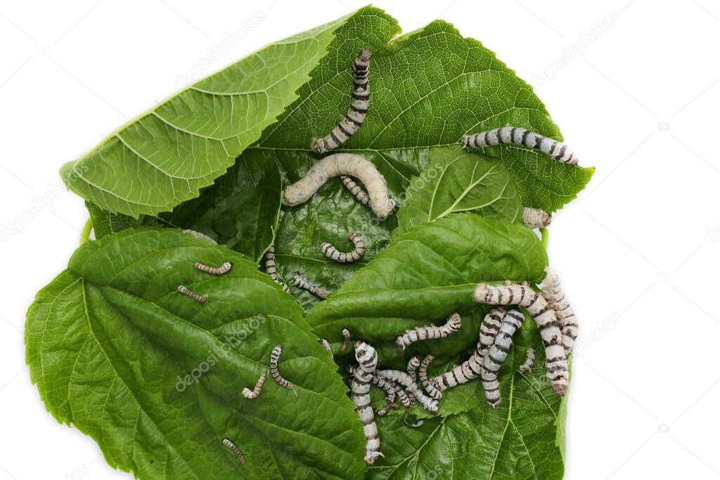 Group of hungry Domestic silk moth silkworms (Bombyx mori) eating Mulberry leaves. The silkworm is the larva or caterpillar of a silk moth. It is an economically important insect, being a primary producer of silk