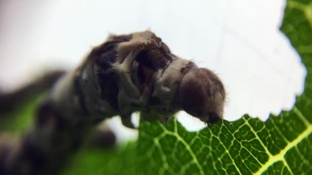 Ein Hungriger Seidenspinner Bombyx Mori Der Maulbeerblätter Frisst Die Larve — Stockvideo