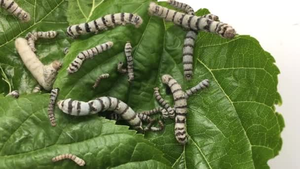 Groep Hongerige Zijderupsen Bombyx Mori Die Moerbeienbladeren Eten Larve Rups — Stockvideo