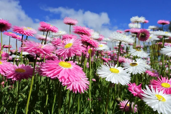 Stor Grupp Eviga Pràstkragar Rhodanthe Chlorocephala Underart Rosea Vilda Blommor — Stockfoto