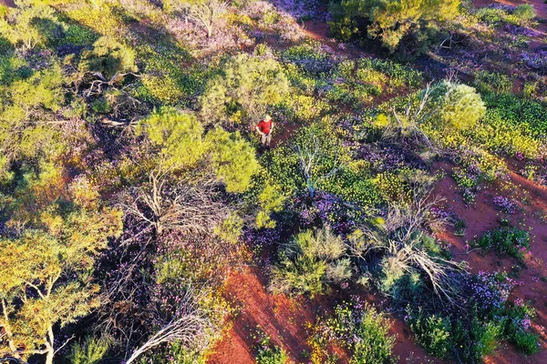 Vista Aérea Paisagem Drone Homem Australiano Que Olha Flores Selvagens — Fotografia de Stock