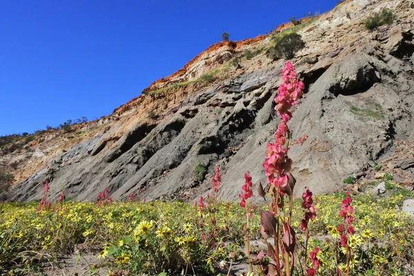 Grande Gruppo Fiori Selvatici Che Sbocciano Riva Fiume Irwin Scogliere — Foto Stock