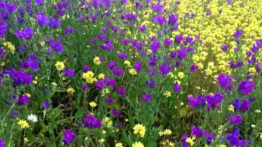 Büyük bir grup mor ve sarı kır çiçeği Mingenew Batı Avustralya yakınlarındaki Victoria Platosu 'nda çiçek açıyor..