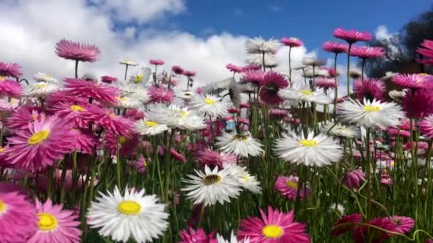 Große Gruppe Immerwährender Gänseblümchen Rhodanthe Chlorocephala Unterart Rosea Die Westaustralien — Stockvideo