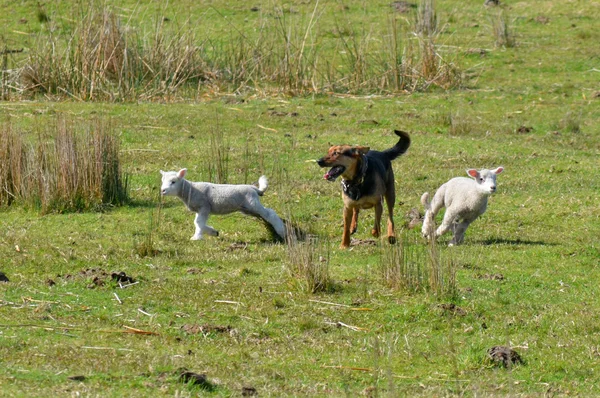 Herding dog — Stock Photo, Image