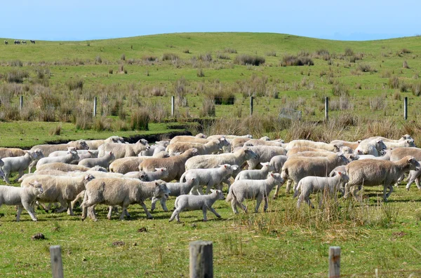 Стадо овец во время пастбищ — стоковое фото
