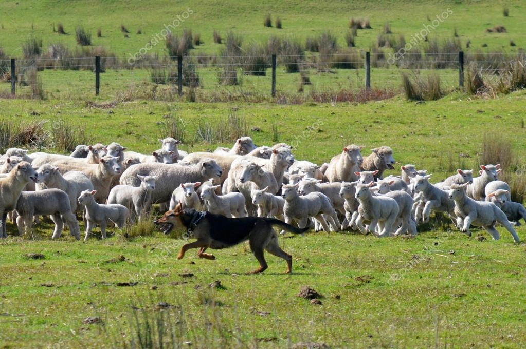 Can Any Dog Herd Sheep