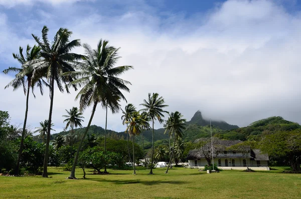 Te manga topp i rarotonga, Cooköarna — Stockfoto