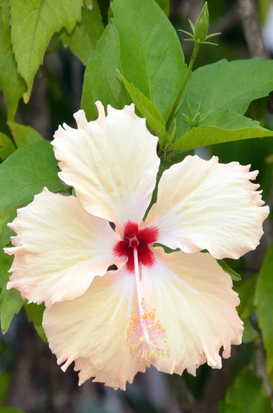 Λευκός ιβίσκος λουλούδι — Φωτογραφία Αρχείου