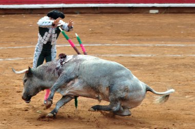 Bull-fight in Plaza de Toros - Mexico City clipart