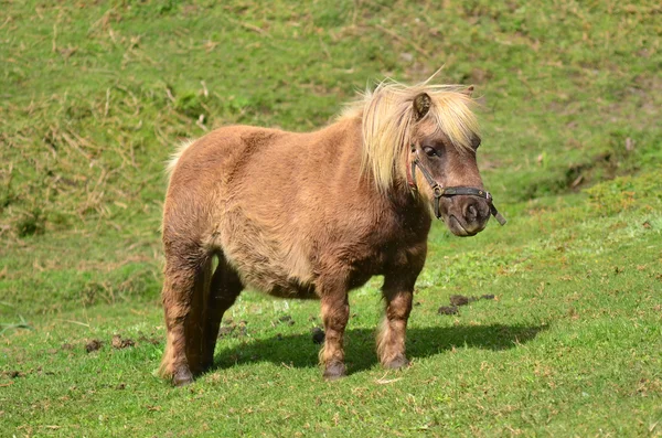 Brown Pony ao ar livre — Fotografia de Stock