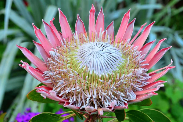 Růžová King protea květina — Stock fotografie