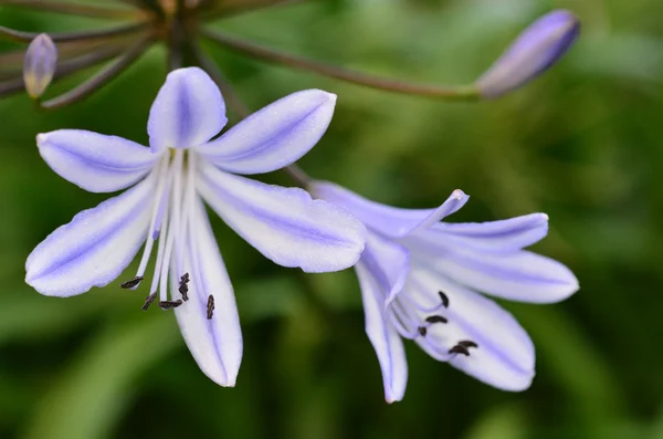 Nerine flor — Fotografia de Stock