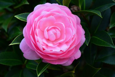 Camellia flower clipart
