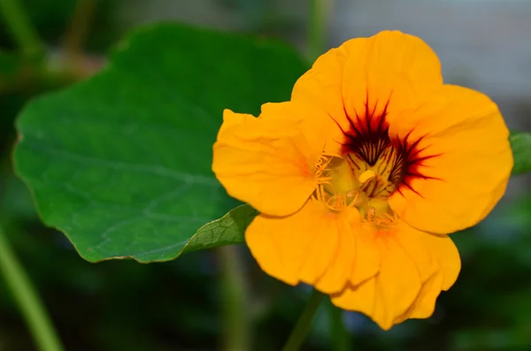 Fleur de nasturtium — Photo