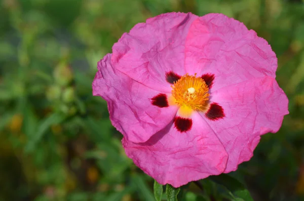 バラの花を岩します。 — ストック写真