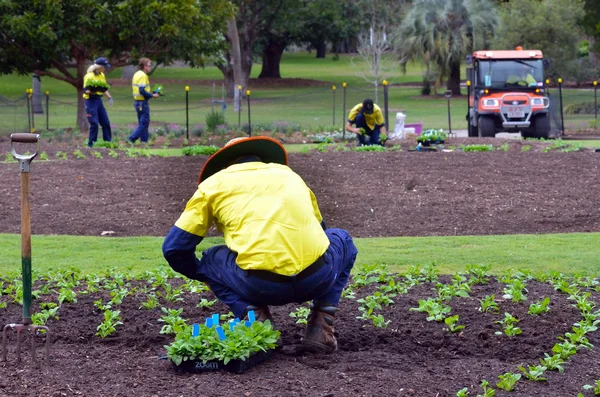 Ogrody botaniczne miasta brisbane — Zdjęcie stockowe