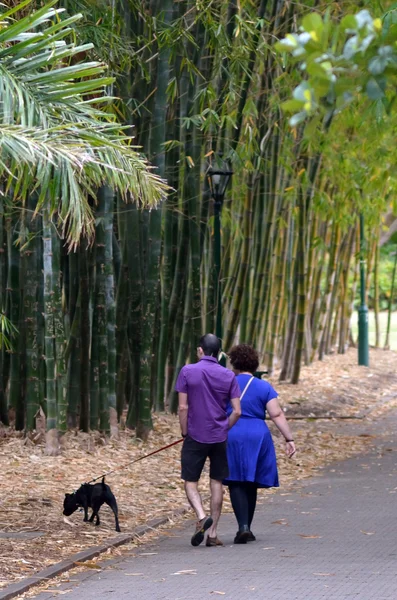 Coppia passeggiando un cane a Brisbane City Botanic Gardens — Foto Stock