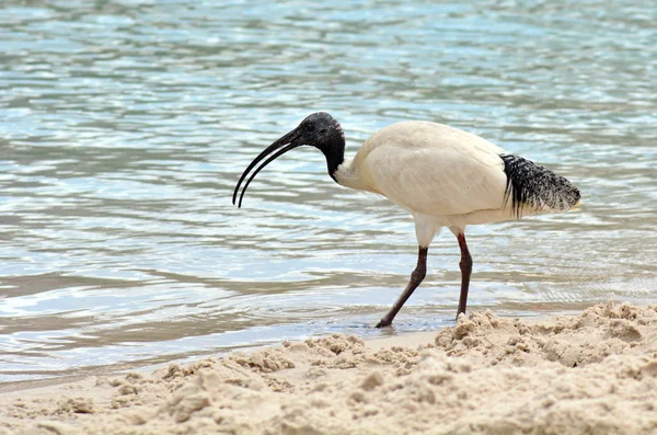 Uccelli australiani - Ibis bianco — Foto Stock