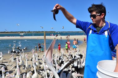 Pelican besleme - Gold Coast Queensland Avustralya
