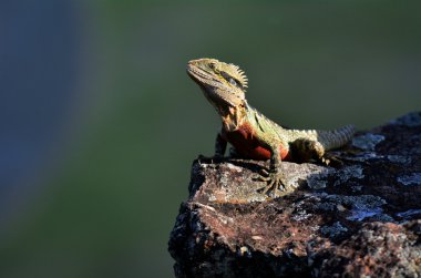 Avustralya Doğu su Dragon