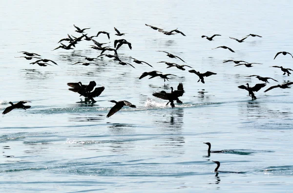 Pequeño cormorán negro - Aves acuáticas —  Fotos de Stock