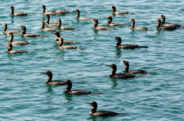 Piccolo cormorano nero - Uccelli acquatici — Foto Stock