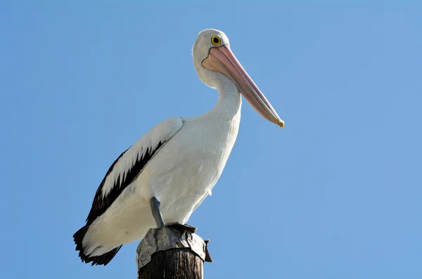 Pelican - Water vogels — Stockfoto