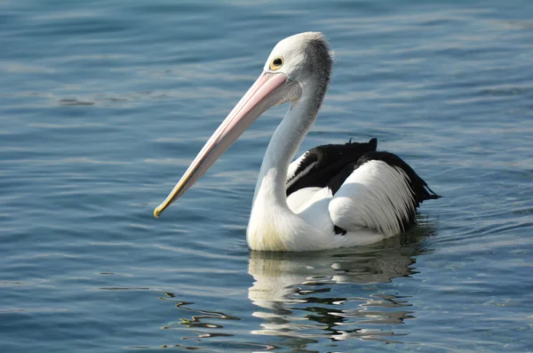 Pelican - Water vogels — Stockfoto