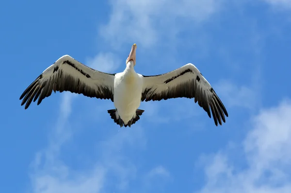 Pelikan - bevattnar fåglar — Stockfoto